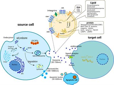 The functions and clinical application potential of exosomes derived from mesenchymal stem cells on wound repair: a review of recent research advances
